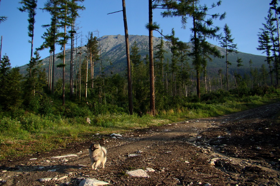 Slavkovský šít so psom (Vysoké Tatry)