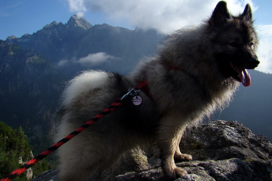 Slavkovský šít so psom (Vysoké Tatry)