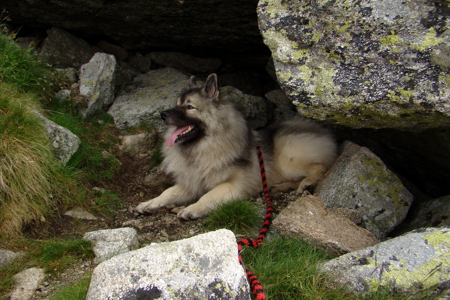 Slavkovský šít so psom (Vysoké Tatry)