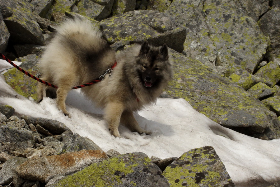 Slavkovský šít so psom (Vysoké Tatry)