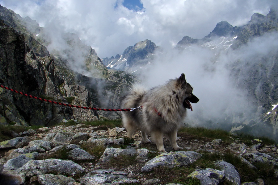 Slavkovský šít so psom (Vysoké Tatry)