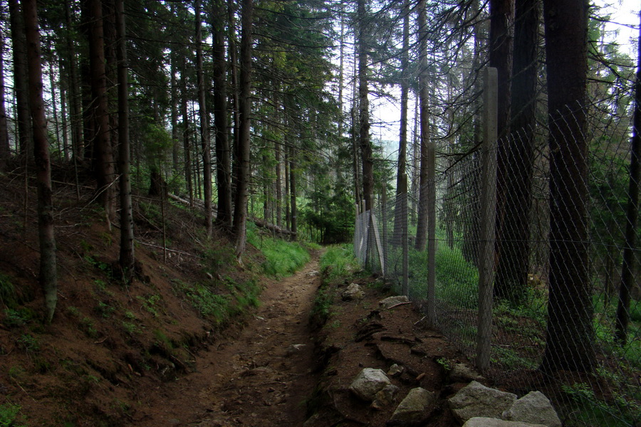 Slavkovský šít so psom (Vysoké Tatry)