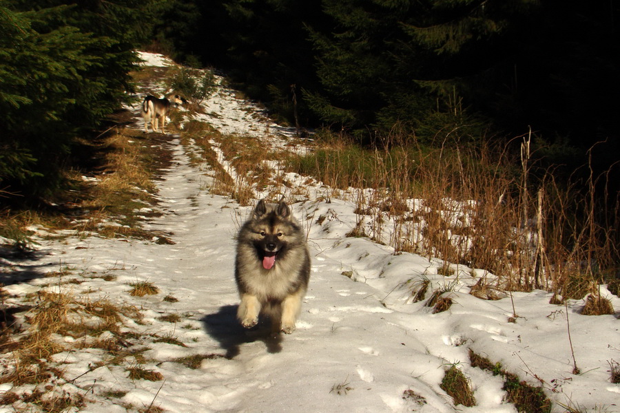 Zimný výstup na Kráľovu hoľu z Telgárta (Nízke Tatry)