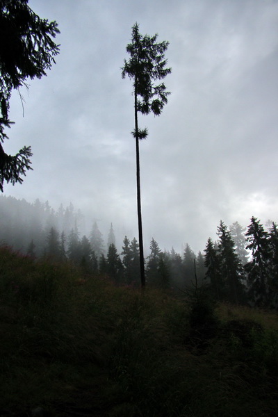 Baranec z Pribyliny (Západné Tatry)