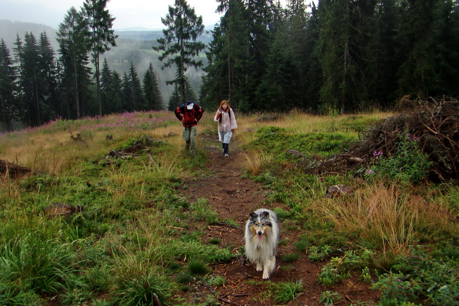 Baranec z Pribyliny (Západné Tatry)