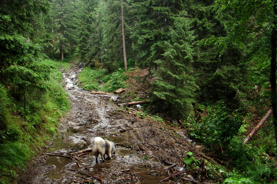 Baranec z Pribyliny (Západné Tatry)