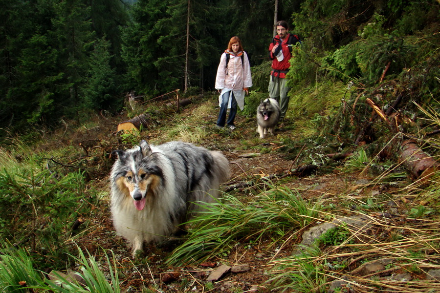 Baranec z Pribyliny (Západné Tatry)