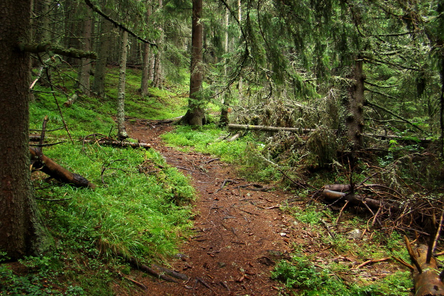 Baranec z Pribyliny (Západné Tatry)