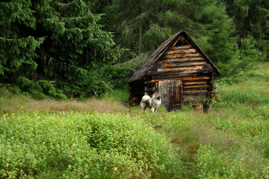 Baranec z Pribyliny (Západné Tatry)