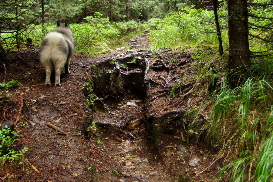 Baranec z Pribyliny (Západné Tatry)