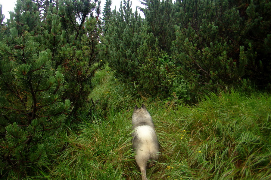 Baranec z Pribyliny (Západné Tatry)