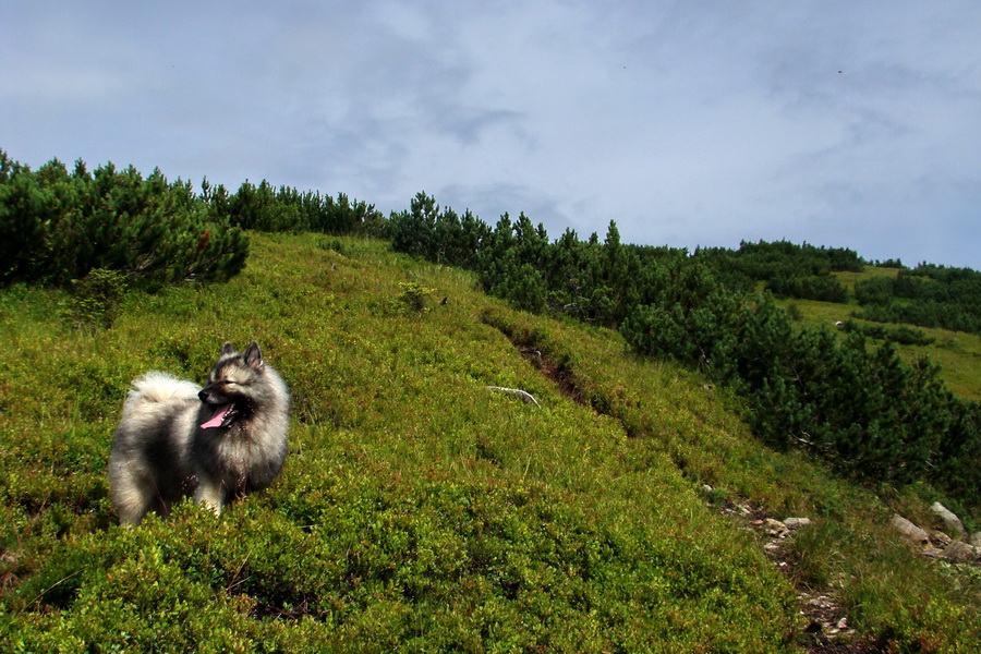 Baranec z Pribyliny (Západné Tatry)