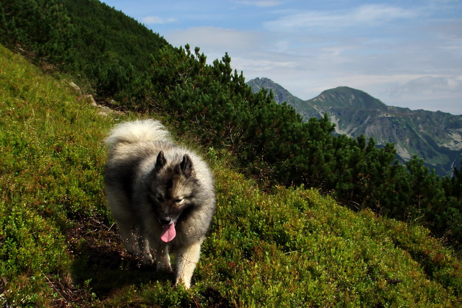 Baranec z Pribyliny (Západné Tatry)