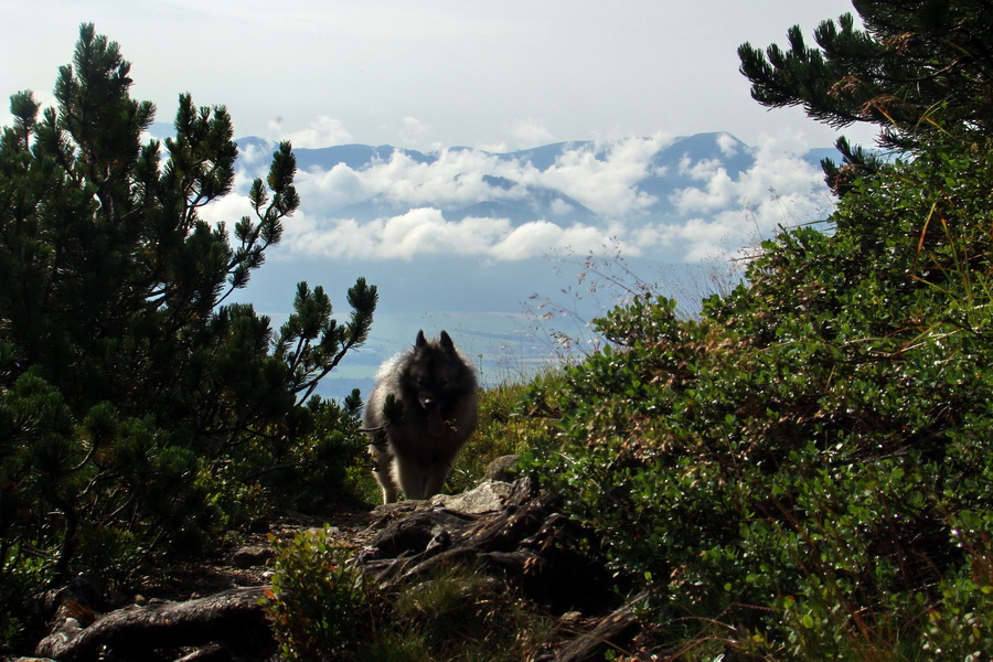 Baranec z Pribyliny (Západné Tatry)