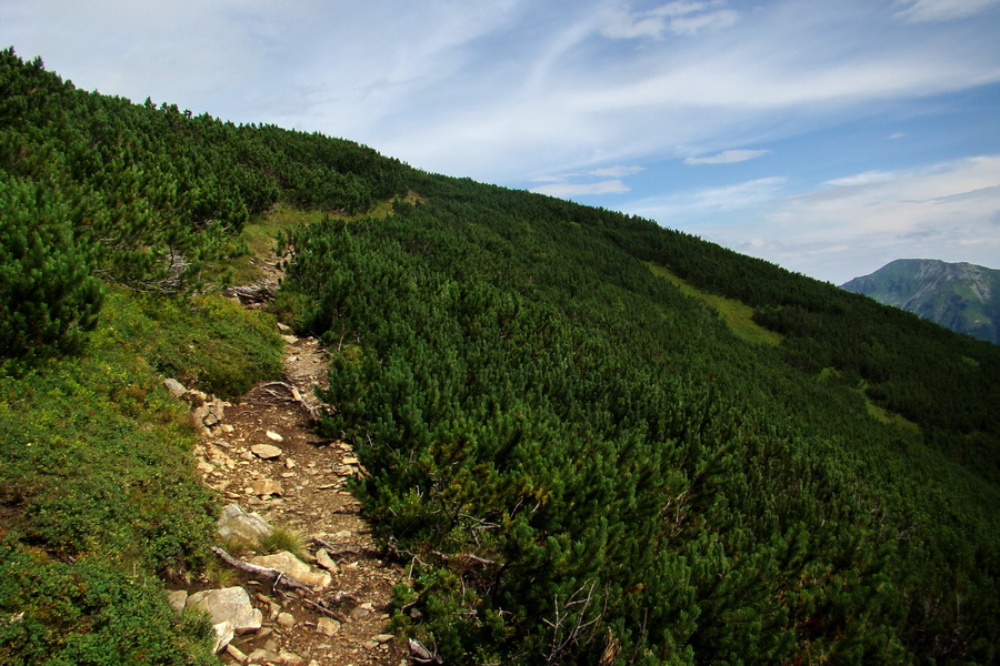 Baranec z Pribyliny (Západné Tatry)