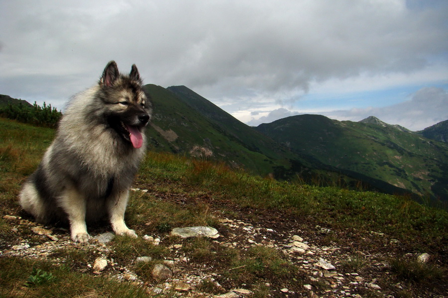 Baranec z Pribyliny (Západné Tatry)