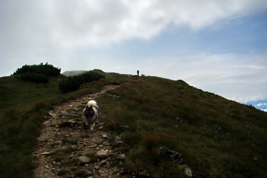 Baranec z Pribyliny (Západné Tatry)