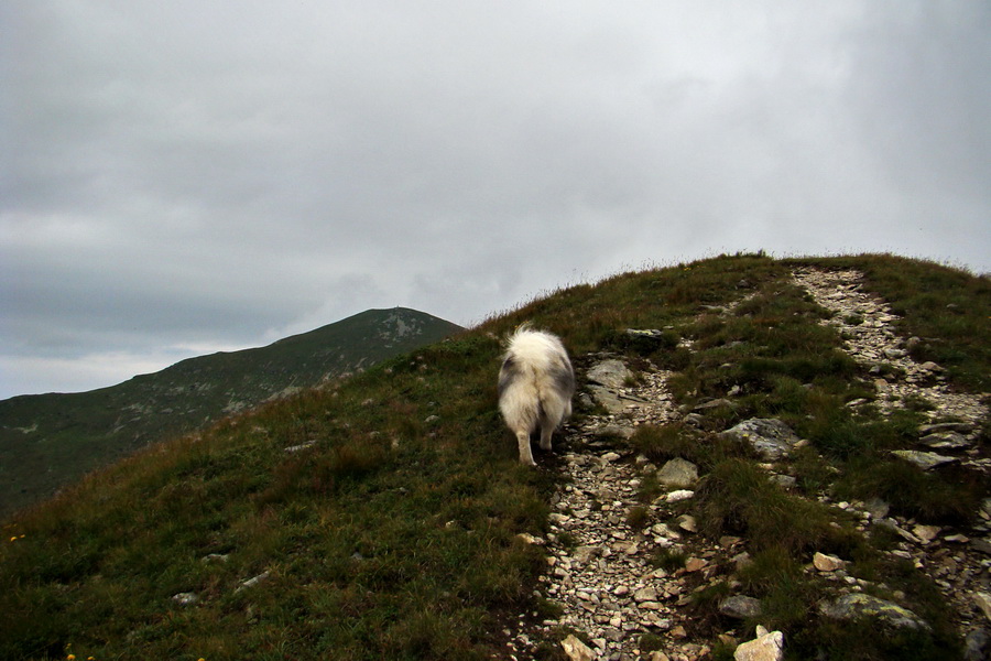 Baranec z Pribyliny (Západné Tatry)