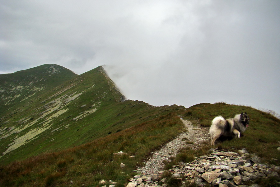 Baranec z Pribyliny (Západné Tatry)