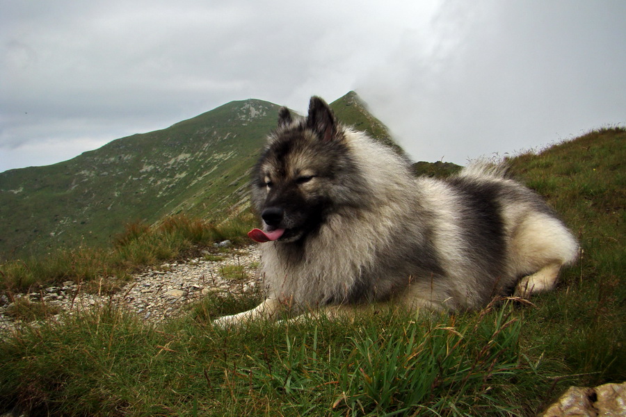 Baranec z Pribyliny (Západné Tatry)