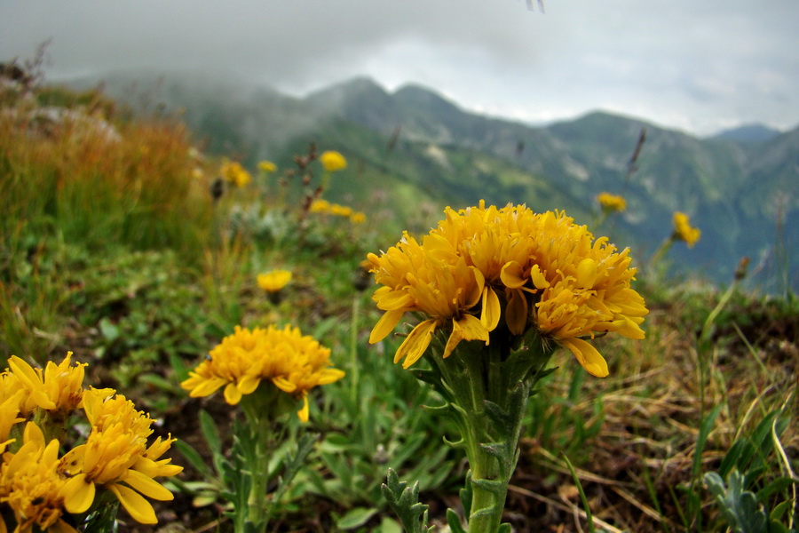 Baranec z Pribyliny (Západné Tatry)