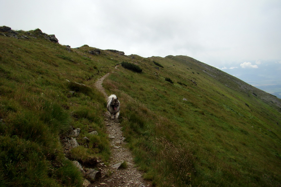 Baranec z Pribyliny (Západné Tatry)