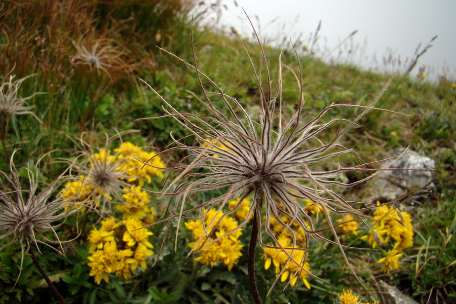 Baranec z Pribyliny (Západné Tatry)