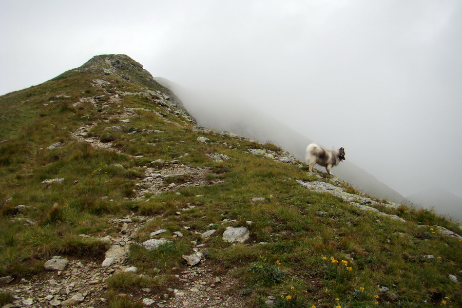 Baranec z Pribyliny (Západné Tatry)