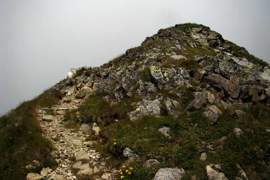 Baranec z Pribyliny (Západné Tatry)