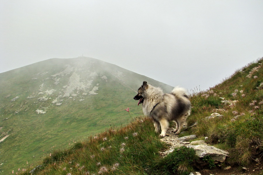 Baranec z Pribyliny (Západné Tatry)