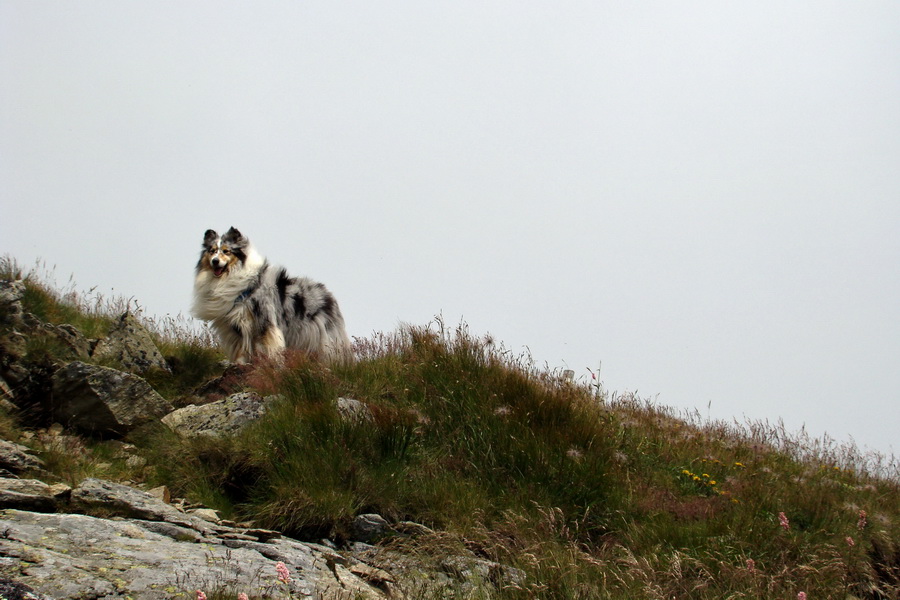 Baranec z Pribyliny (Západné Tatry)