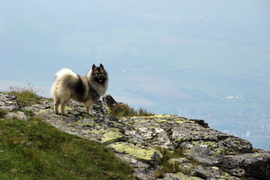 Baranec z Pribyliny (Západné Tatry)