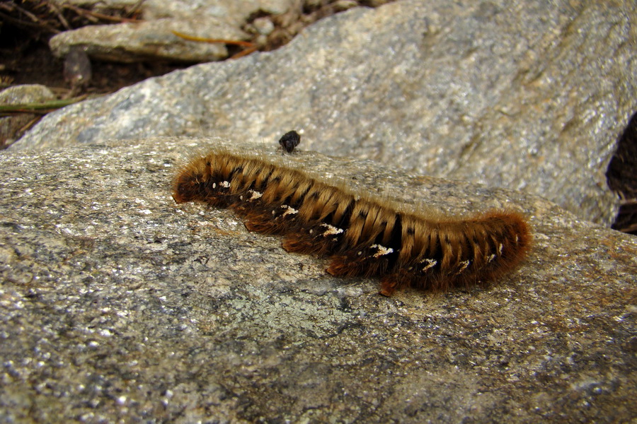 Baranec z Pribyliny (Západné Tatry)