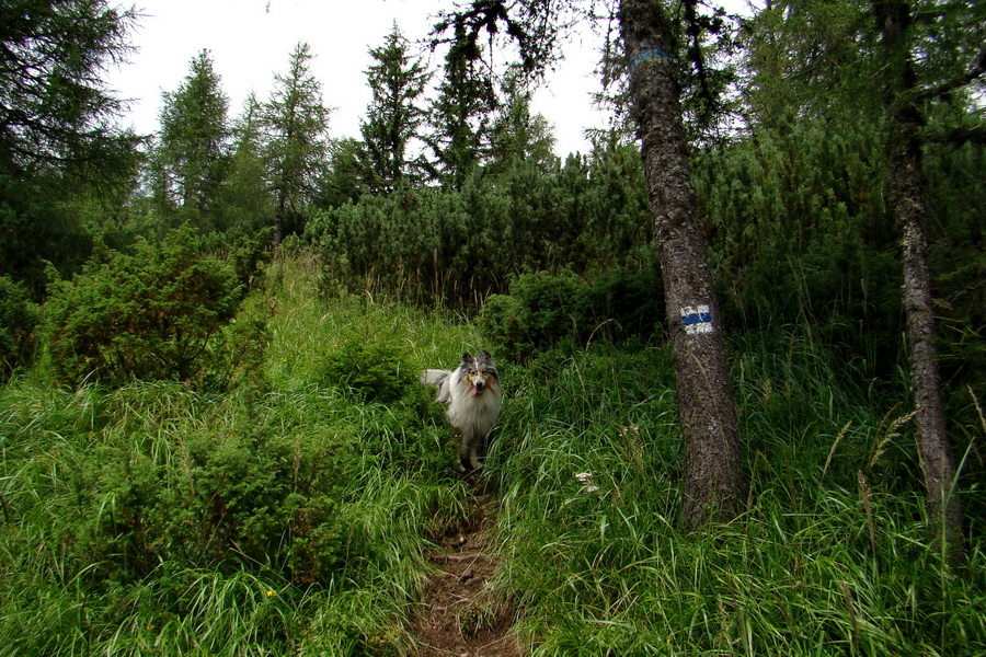 Baranec z Pribyliny (Západné Tatry)