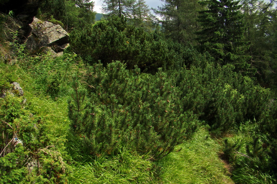 Baranec z Pribyliny (Západné Tatry)