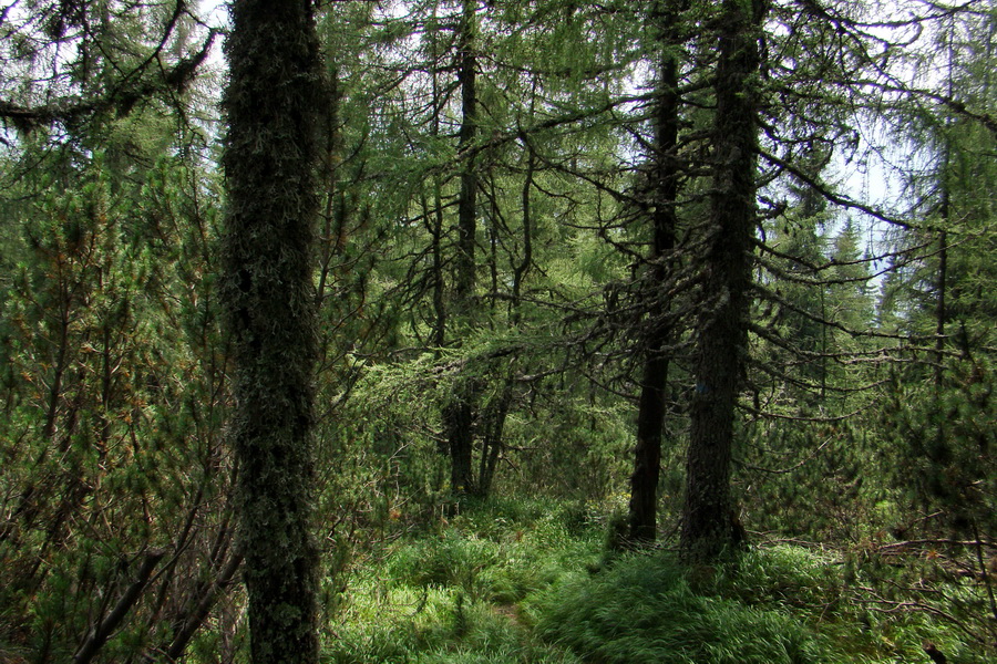 Baranec z Pribyliny (Západné Tatry)