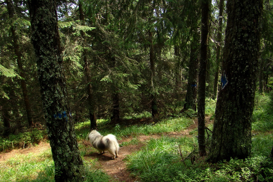 Baranec z Pribyliny (Západné Tatry)