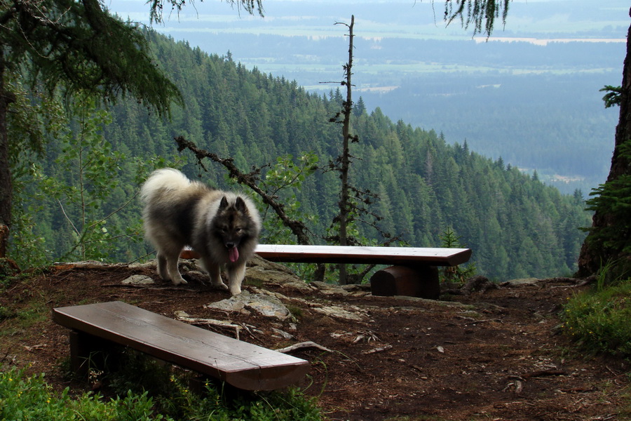 Baranec z Pribyliny (Západné Tatry)