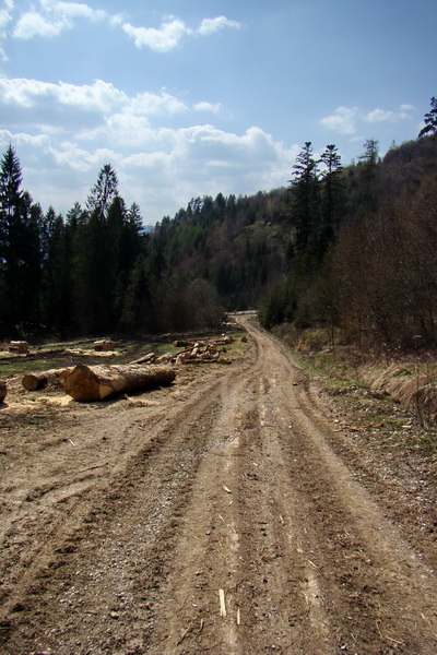 Bukovec zo Švedlára (Volovské vrchy)