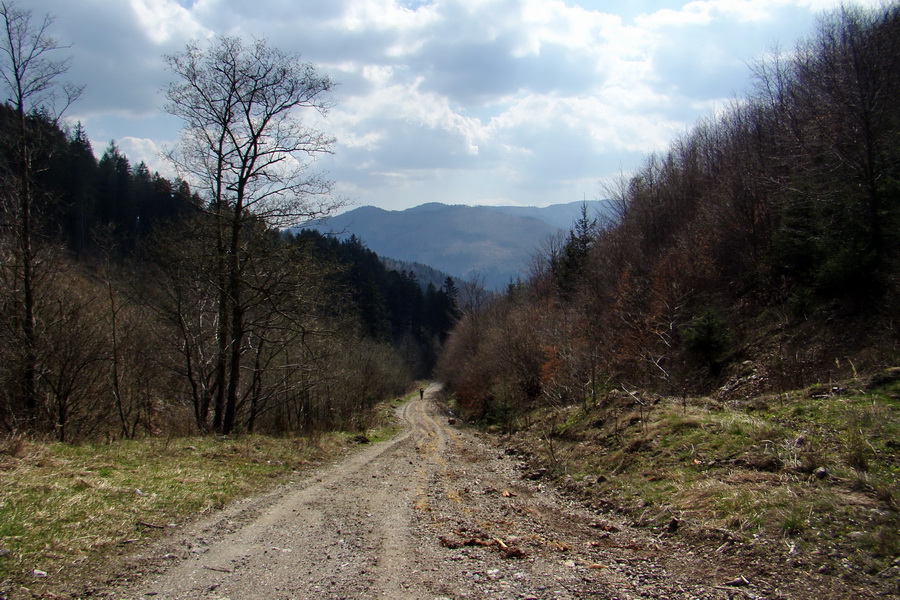 Bukovec zo Švedlára (Volovské vrchy)