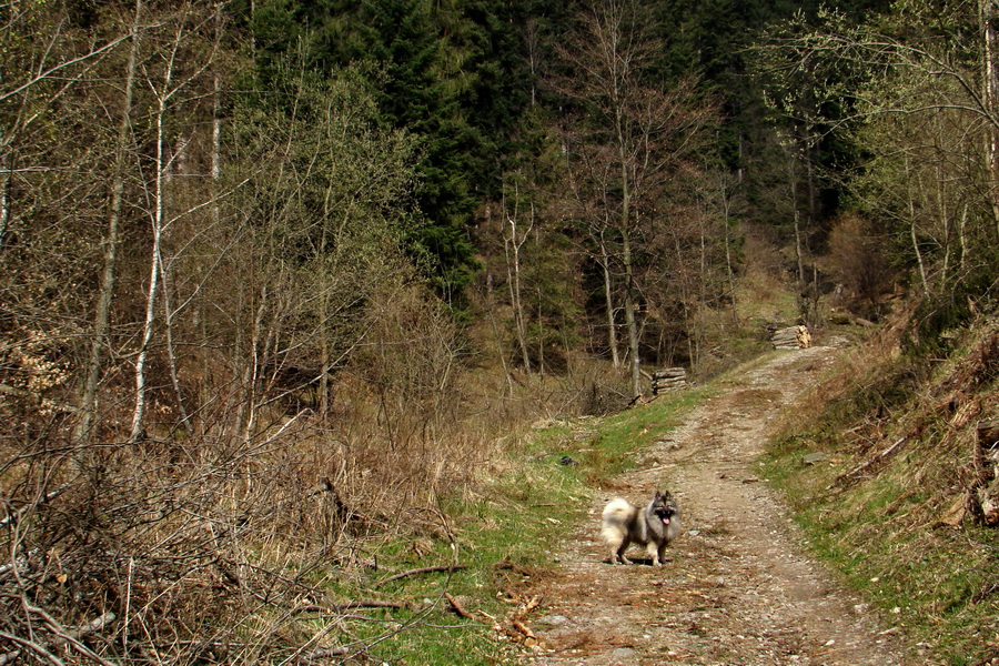 Bukovec zo Švedlára (Volovské vrchy)