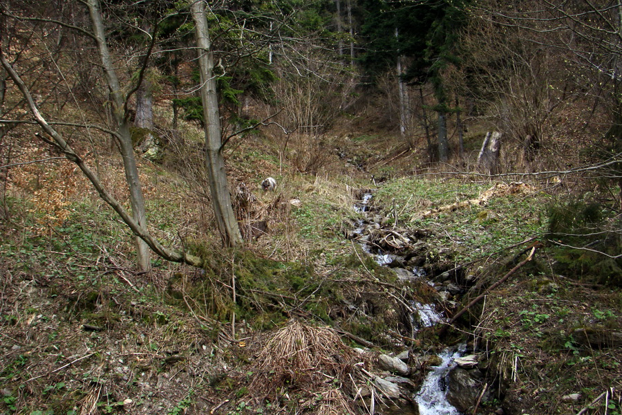 Bukovec zo Švedlára (Volovské vrchy)