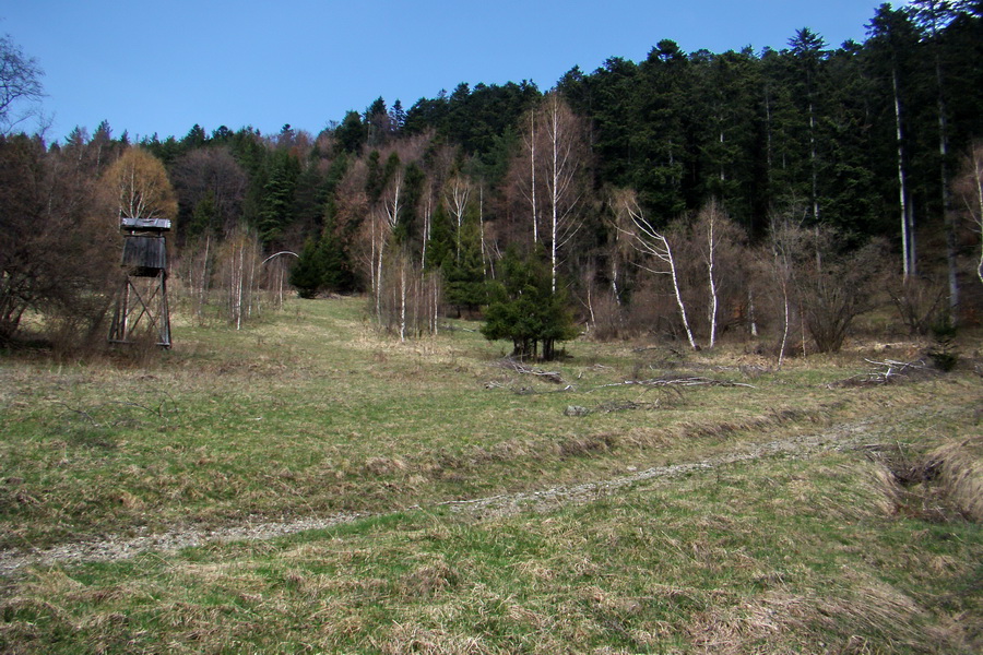 Bukovec zo Švedlára (Volovské vrchy)