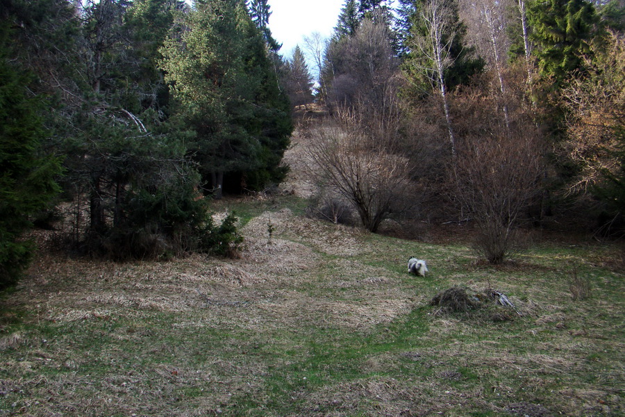 Bukovec zo Švedlára (Volovské vrchy)