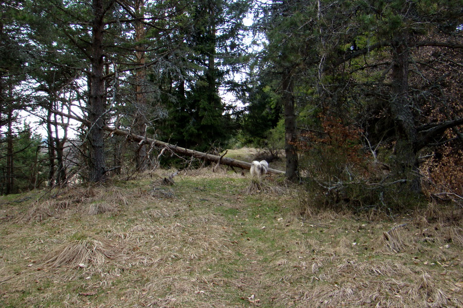 Bukovec zo Švedlára (Volovské vrchy)