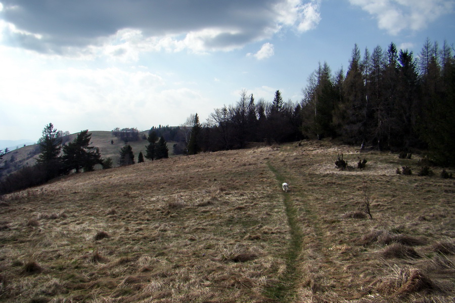 Bukovec zo Švedlára (Volovské vrchy)