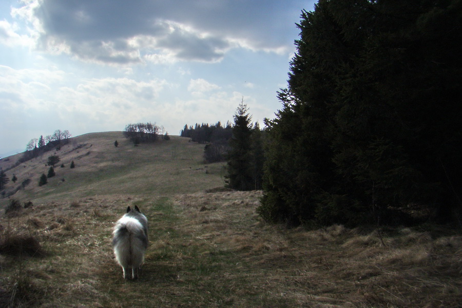 Bukovec zo Švedlára (Volovské vrchy)