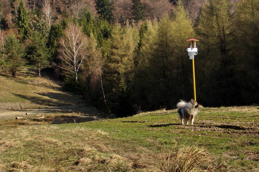 Bukovec zo Švedlára (Volovské vrchy)