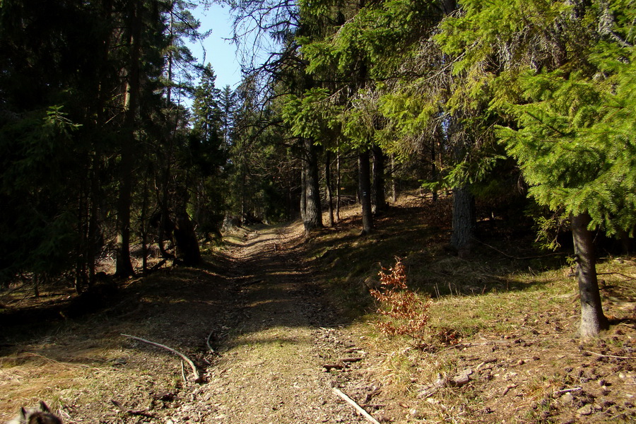 Bukovec zo Švedlára (Volovské vrchy)