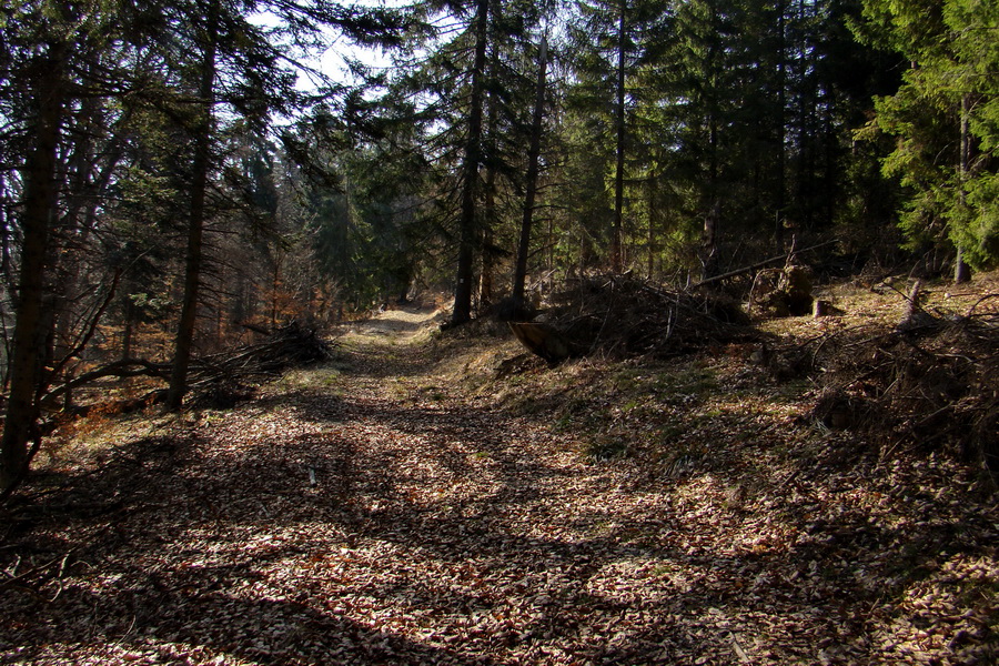 Bukovec zo Švedlára (Volovské vrchy)